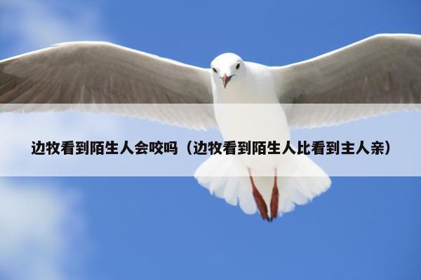 边牧看到陌生人会咬吗（边牧看到陌生人比看到主人亲）