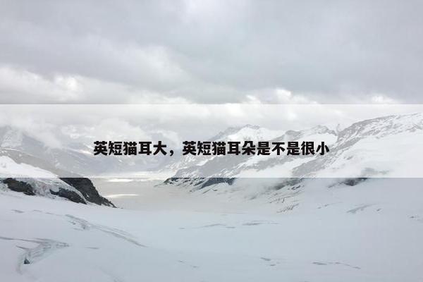 英短猫耳大，英短猫耳朵是不是很小
