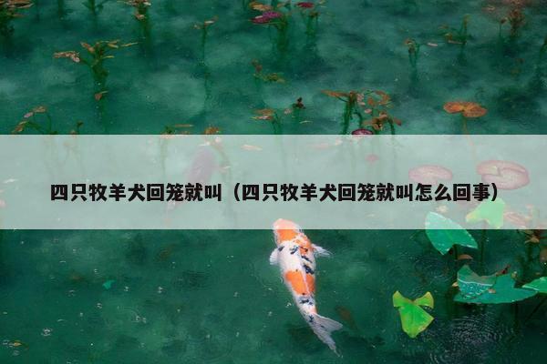 四只牧羊犬回笼就叫（四只牧羊犬回笼就叫怎么回事）