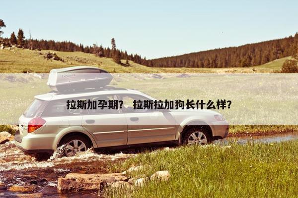 拉斯加孕期？ 拉斯拉加狗长什么样？