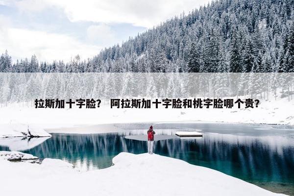 拉斯加十字脸？ 阿拉斯加十字脸和桃字脸哪个贵？