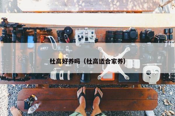 杜高好养吗（杜高适合家养）