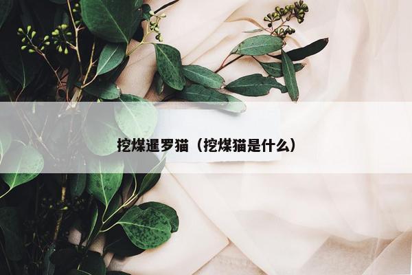 挖煤暹罗猫（挖煤猫是什么）