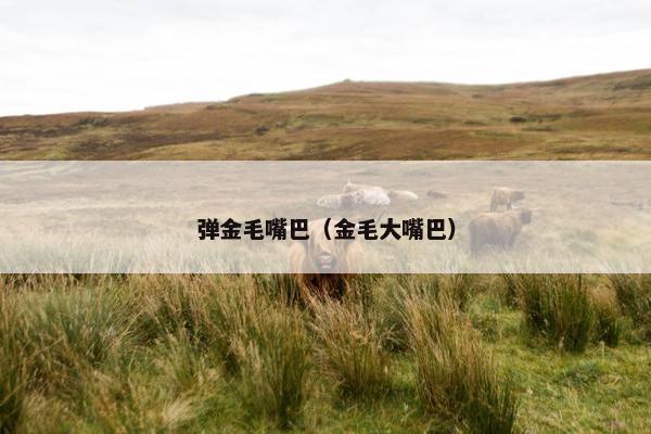 弹金毛嘴巴（金毛大嘴巴）
