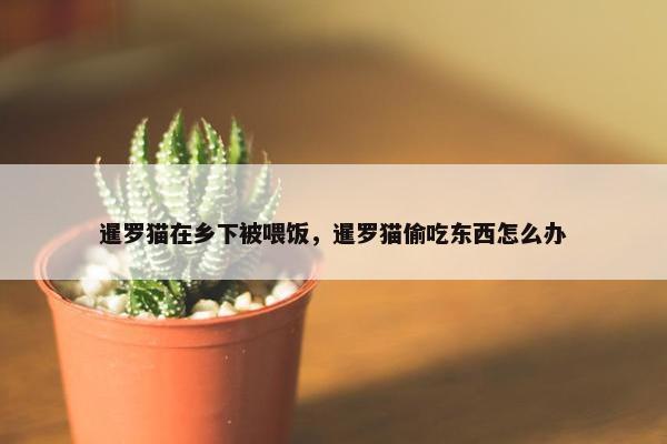 暹罗猫在乡下被喂饭，暹罗猫偷吃东西怎么办