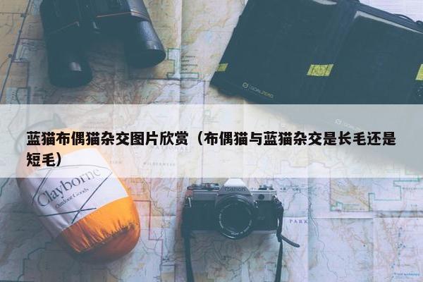 蓝猫布偶猫杂交图片欣赏（布偶猫与蓝猫杂交是长毛还是短毛）