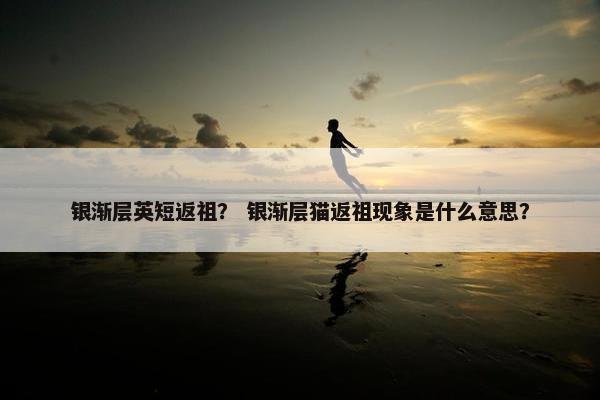 银渐层英短返祖？ 银渐层猫返祖现象是什么意思？