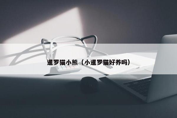 暹罗猫小熊（小暹罗猫好养吗）