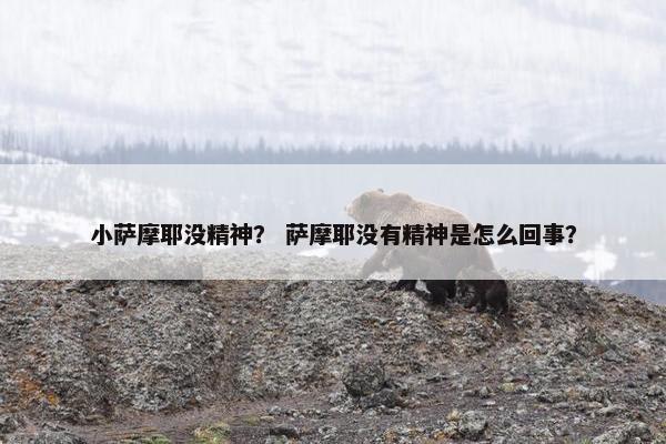小萨摩耶没精神？ 萨摩耶没有精神是怎么回事？