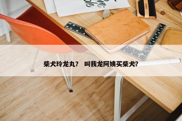 柴犬玲龙丸？ 叫我龙阿姨买柴犬？