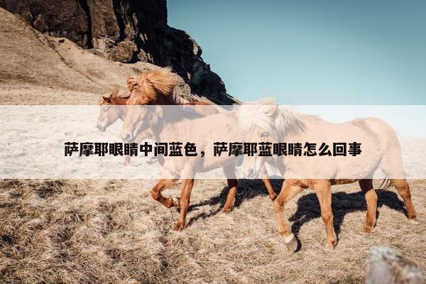萨摩耶眼睛中间蓝色，萨摩耶蓝眼睛怎么回事