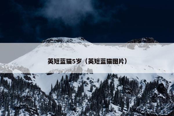 英短蓝猫5岁（英短蓝猫图片）