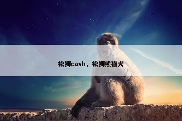 松狮cash，松狮熊猫犬