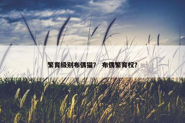 繁育级别布偶猫？ 布偶繁育权？