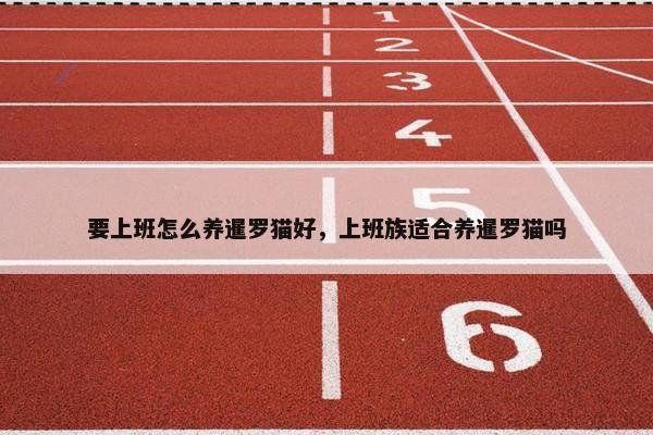 要上班怎么养暹罗猫好，上班族适合养暹罗猫吗
