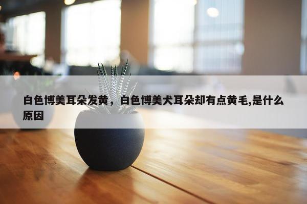 白色博美耳朵发黄，白色博美犬耳朵却有点黄毛,是什么原因