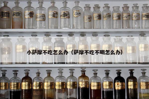小萨摩不吃怎么办（萨摩不吃不喝怎么办）