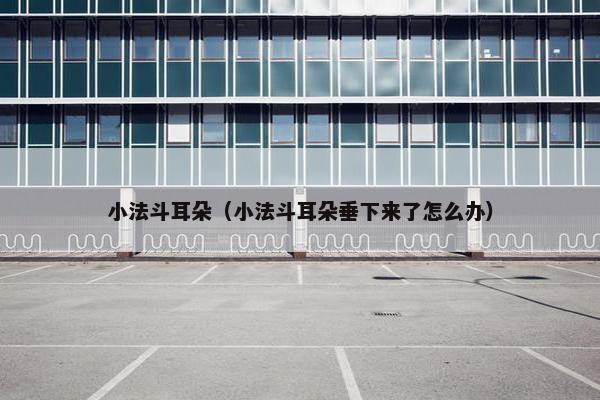 小法斗耳朵（小法斗耳朵垂下来了怎么办）