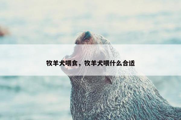 牧羊犬喂食，牧羊犬喂什么合适