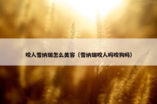 咬人雪纳瑞怎么美容（雪纳瑞咬人吗咬狗吗）
