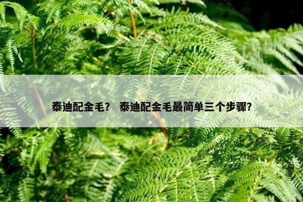 泰迪配金毛？ 泰迪配金毛最简单三个步骤？