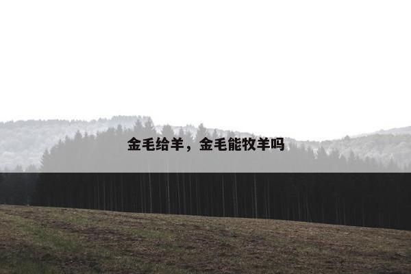 金毛给羊，金毛能牧羊吗