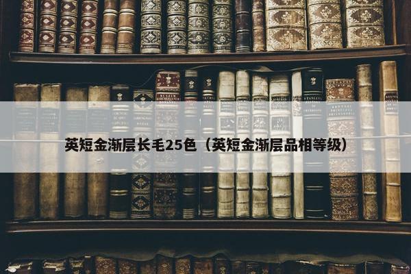 英短金渐层长毛25色（英短金渐层品相等级）