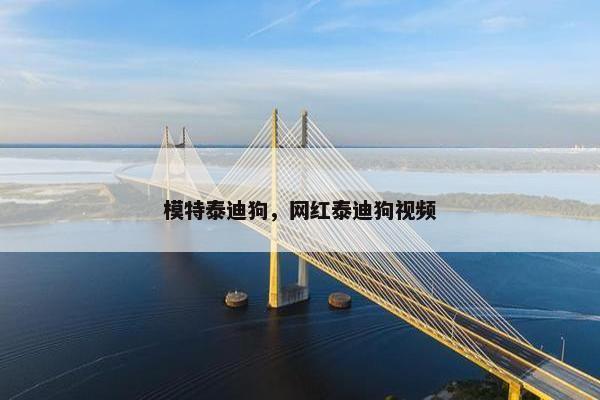 模特泰迪狗，网红泰迪狗视频