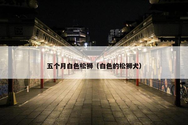 五个月白色松狮（白色的松狮犬）