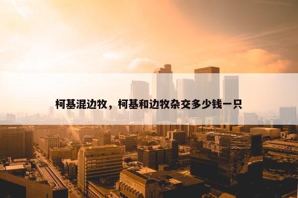 柯基混边牧，柯基和边牧杂交多少钱一只