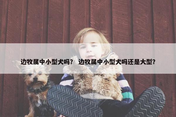 边牧属中小型犬吗？ 边牧属中小型犬吗还是大型？