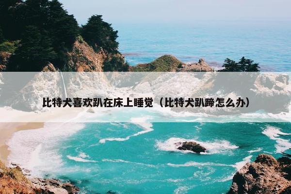 比特犬喜欢趴在床上睡觉（比特犬趴蹄怎么办）