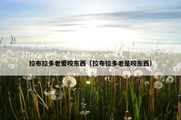 拉布拉多老爱咬东西（拉布拉多老是咬东西）