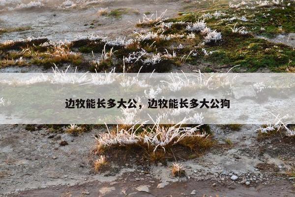 边牧能长多大公，边牧能长多大公狗