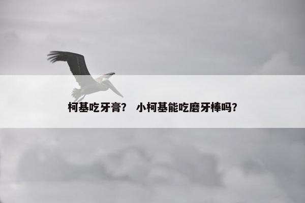 柯基吃牙膏？ 小柯基能吃磨牙棒吗？