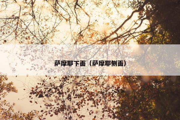 萨摩耶下面（萨摩耶侧面）