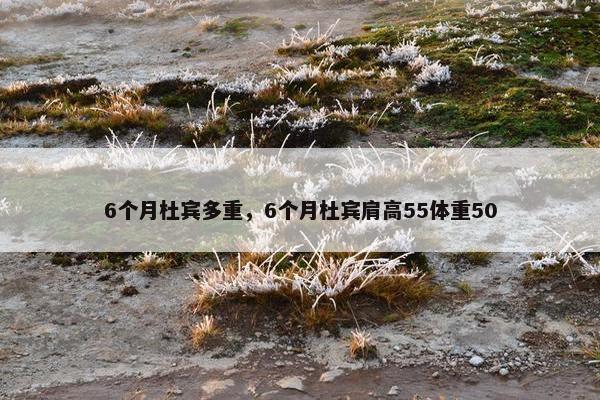 6个月杜宾多重，6个月杜宾肩高55体重50