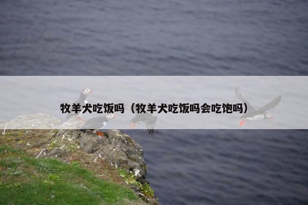 牧羊犬吃饭吗（牧羊犬吃饭吗会吃饱吗）