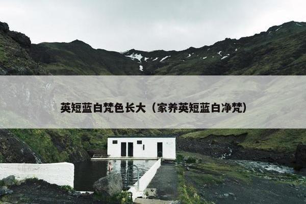 英短蓝白梵色长大（家养英短蓝白净梵）