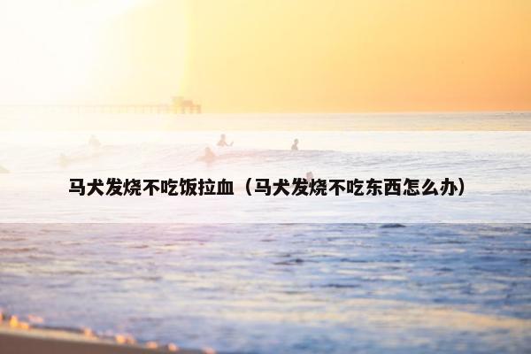 马犬发烧不吃饭拉血（马犬发烧不吃东西怎么办）