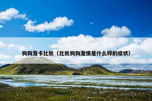 狗狗发卡比熊（比熊狗狗发情是什么样的症状）