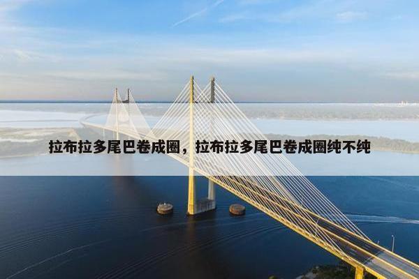 拉布拉多尾巴卷成圈，拉布拉多尾巴卷成圈纯不纯