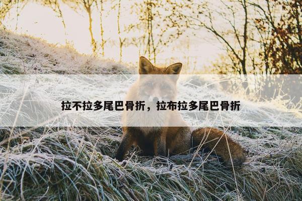 拉不拉多尾巴骨折，拉布拉多尾巴骨折