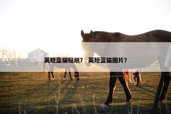英短蓝猫贴纸？ 英短蓝猫图片？