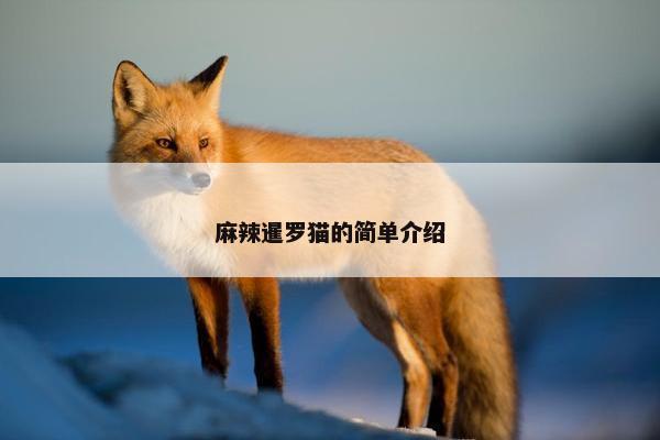 麻辣暹罗猫的简单介绍
