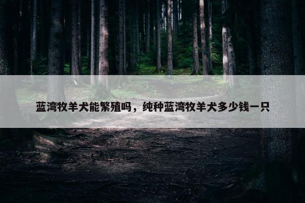蓝湾牧羊犬能繁殖吗，纯种蓝湾牧羊犬多少钱一只