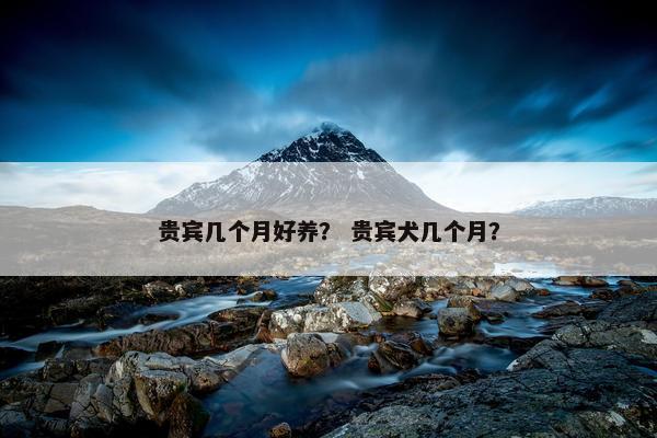 贵宾几个月好养？ 贵宾犬几个月？