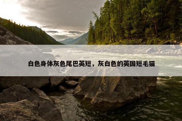 白色身体灰色尾巴英短，灰白色的英国短毛猫