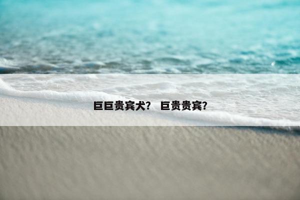 巨巨贵宾犬？ 巨贵贵宾？