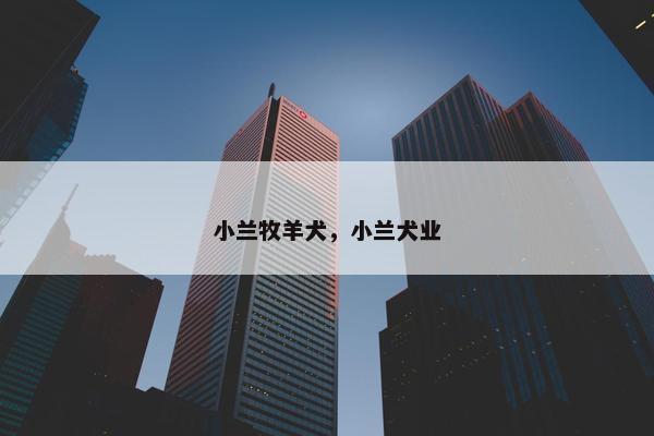 小兰牧羊犬，小兰犬业